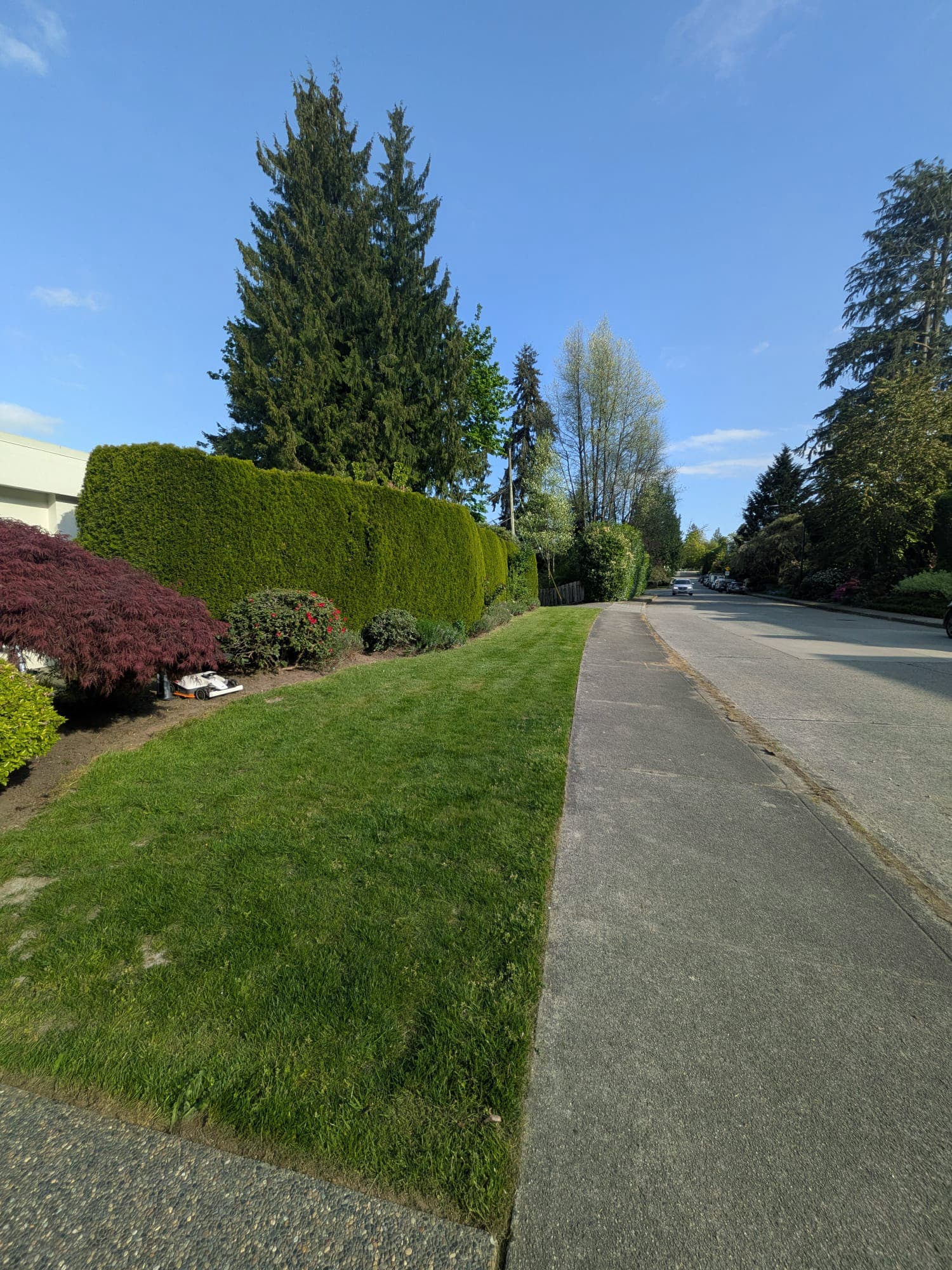 Yard Restoration — after