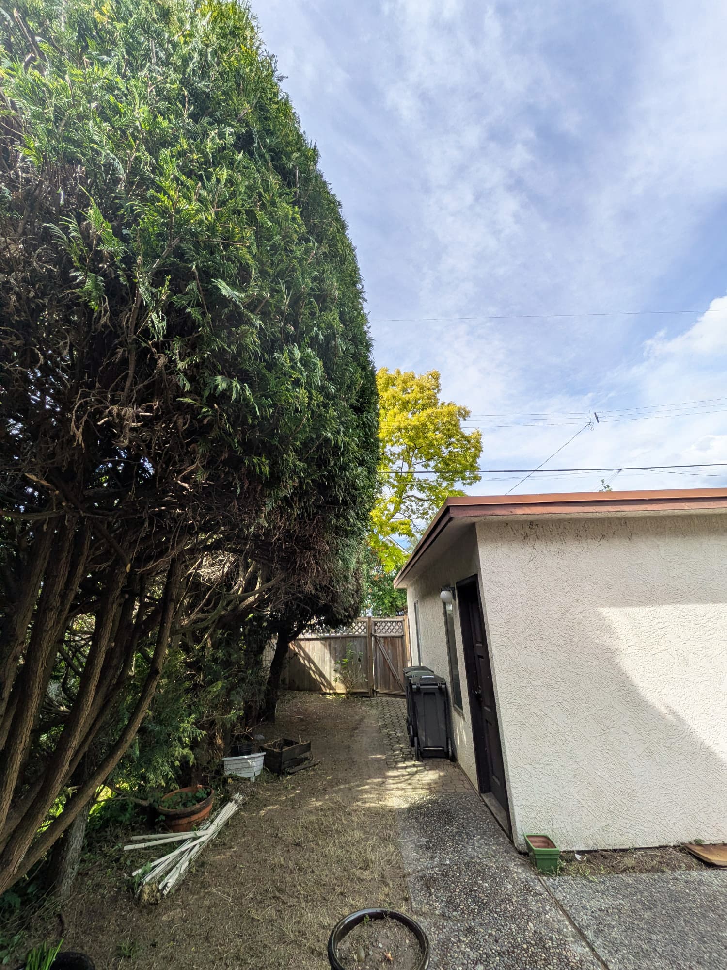 Garden Tidy-up — after