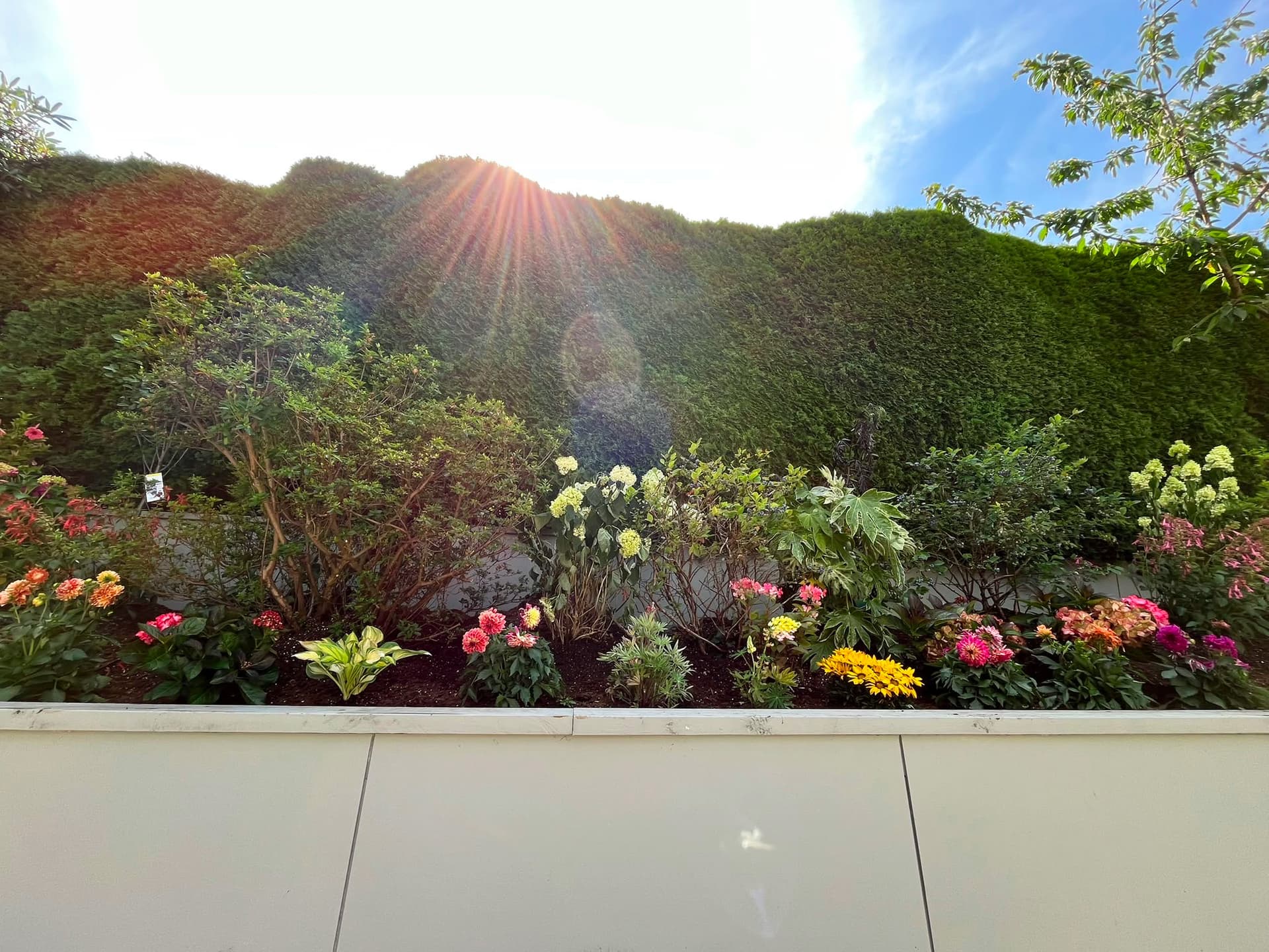 Tree & Flower Planting — after
