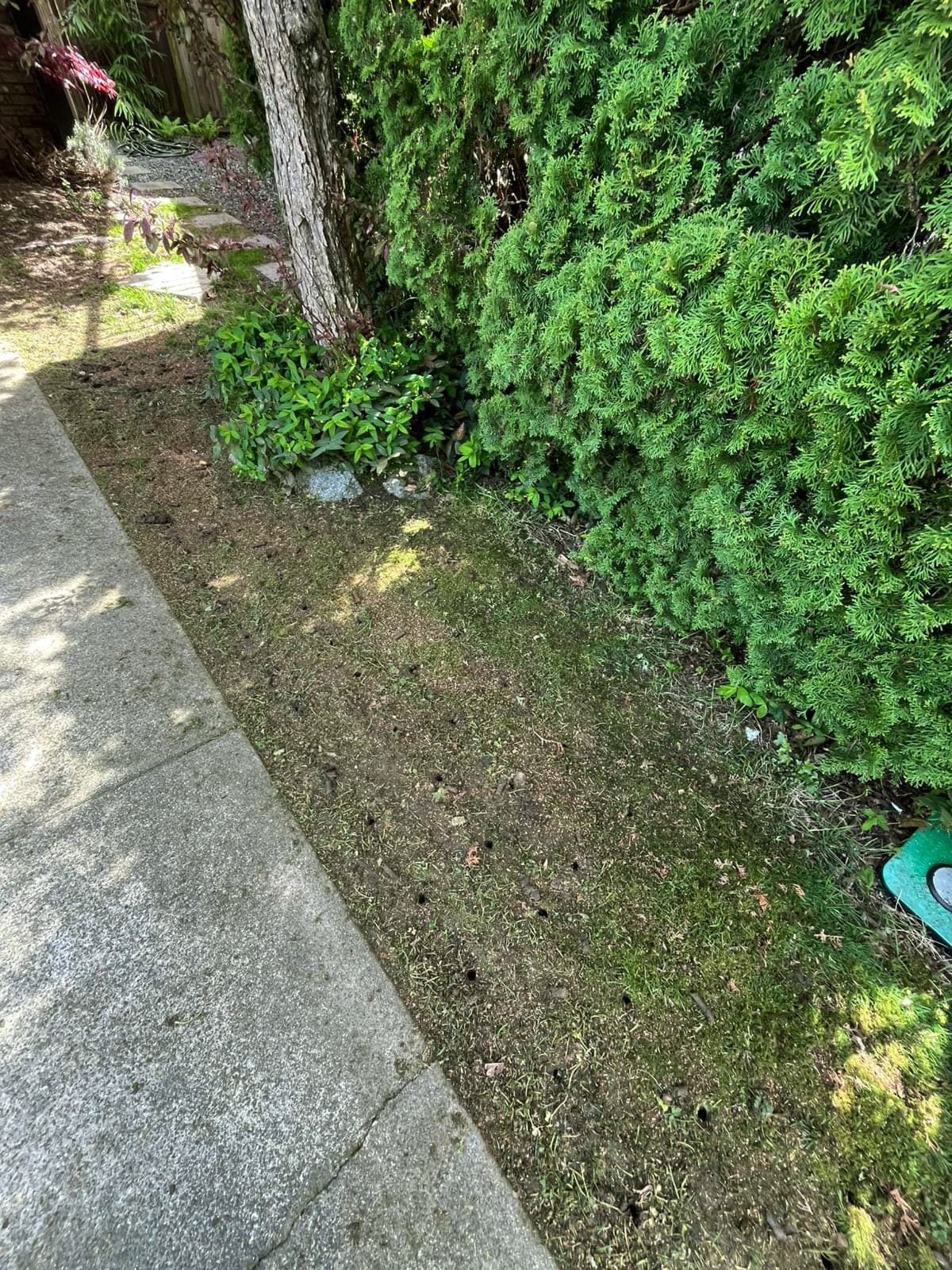 Lawn Aeration, Overseeding & Fertilization — 3