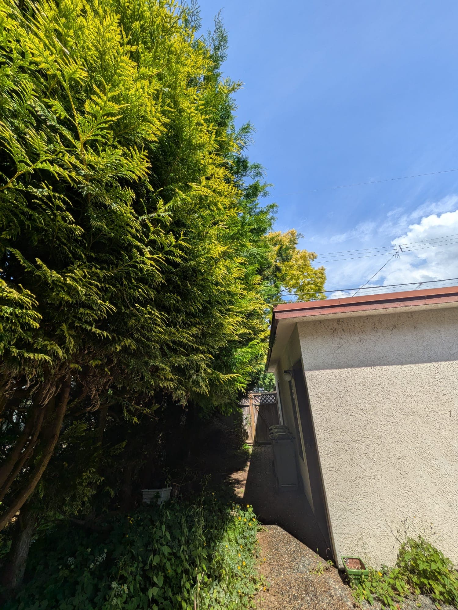 Garden Tidy-up — before