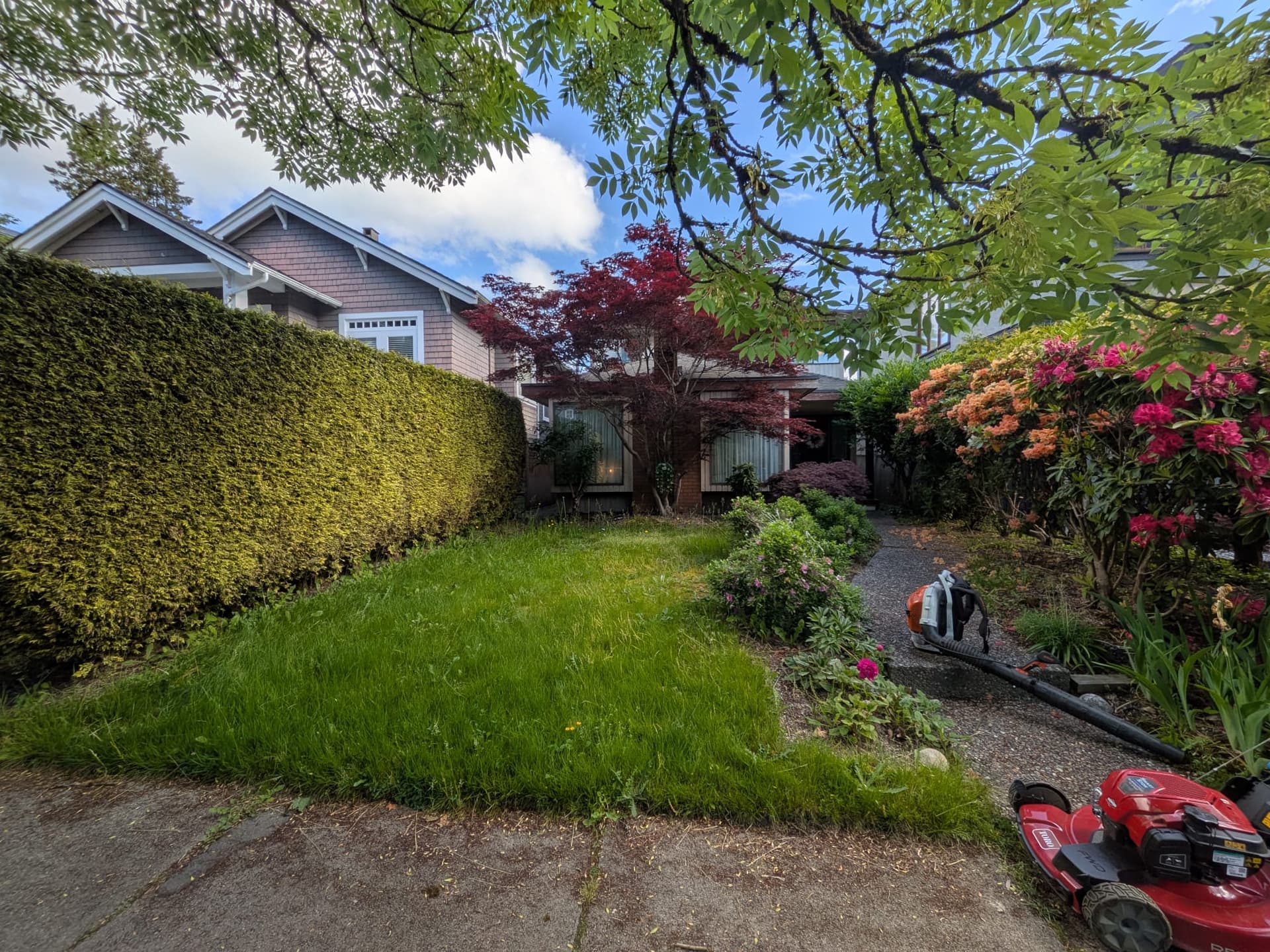 Yard Cleanup — before