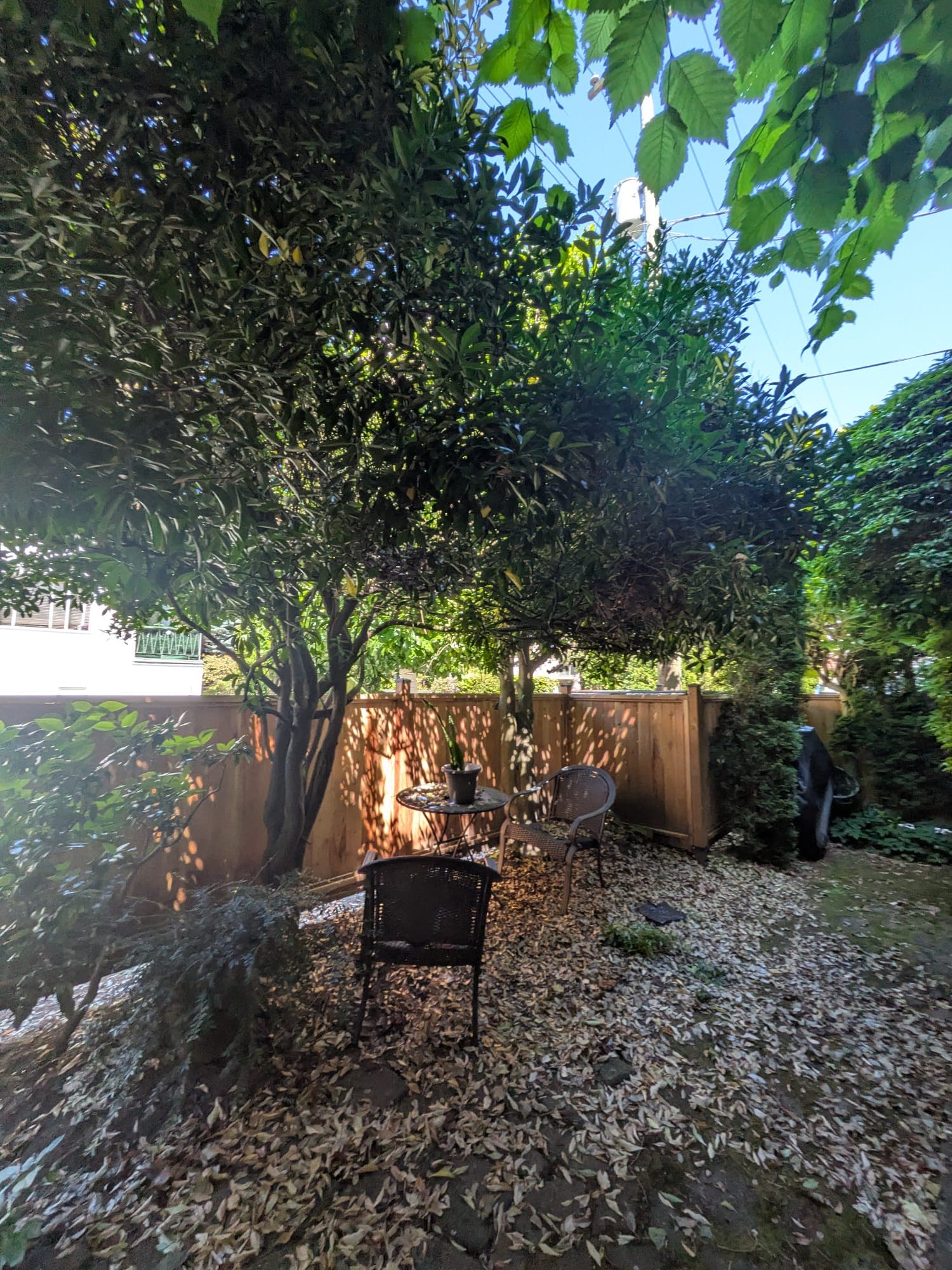 Yard Transformation — before
