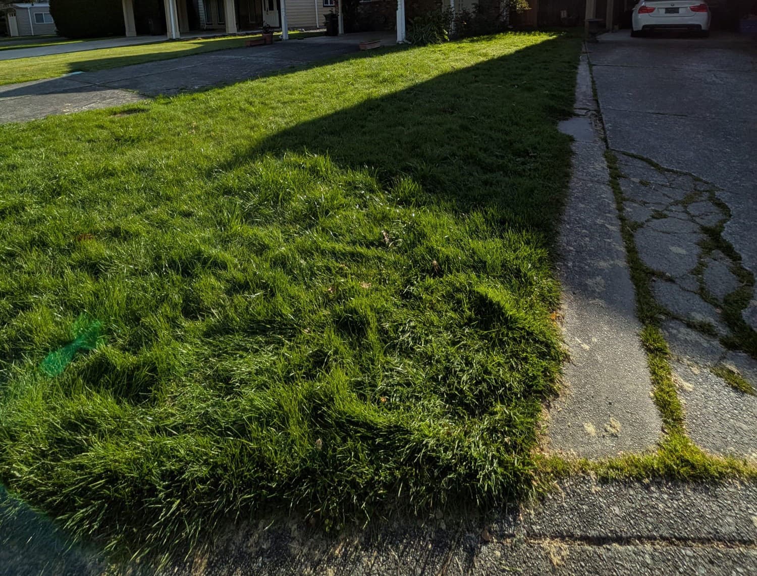 Garden Revival — before