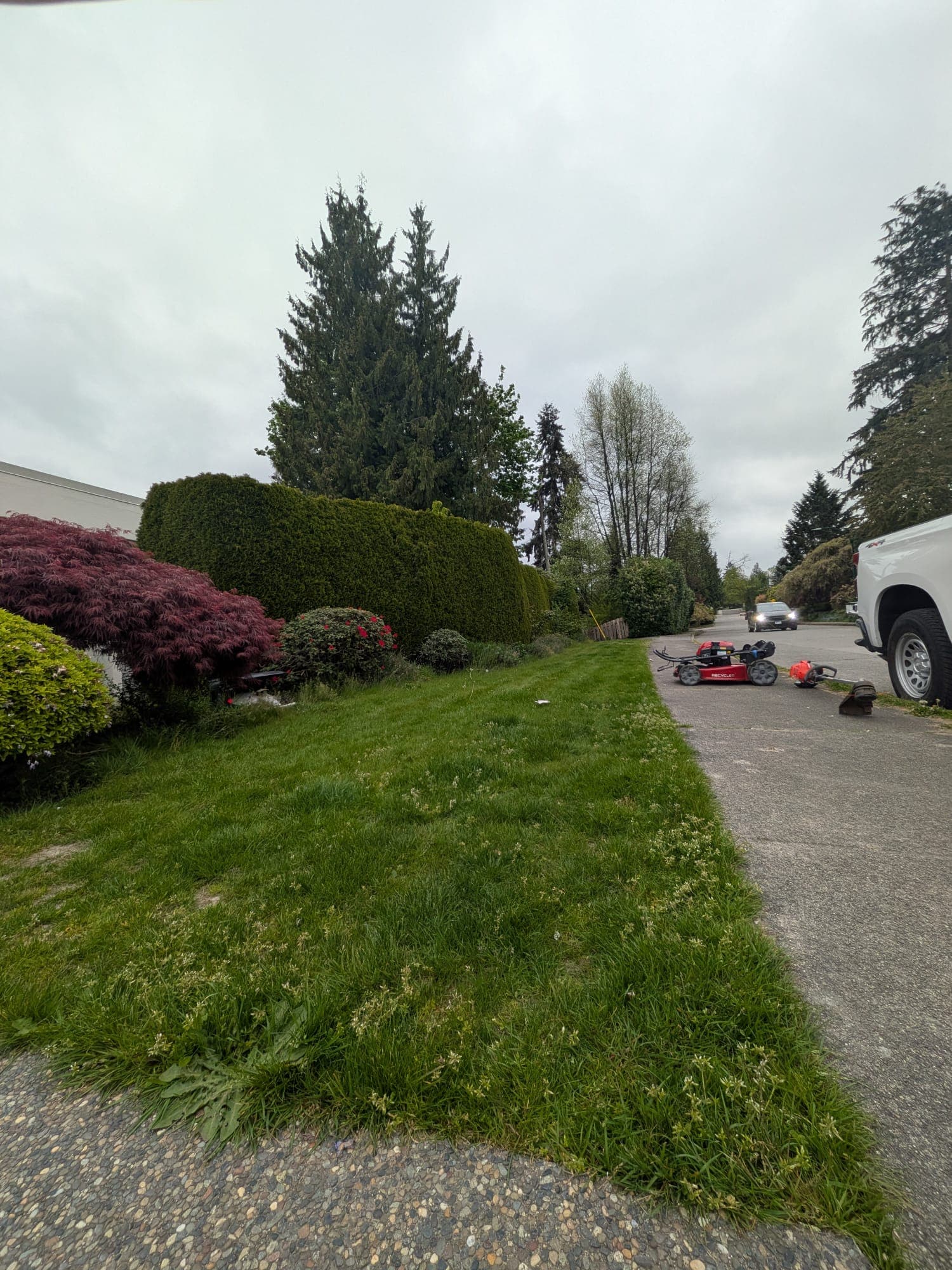 Yard Restoration — before